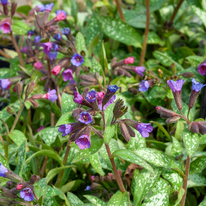Bakker Plantes vivaces Pulmonaire Majesté vivace pot 9cm argentée