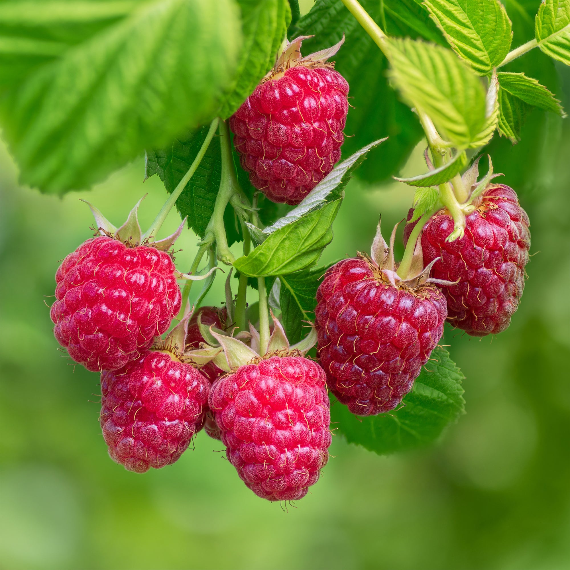 Bakker Fruitiers Framboisier Zeva plant en pot 3L remontant
