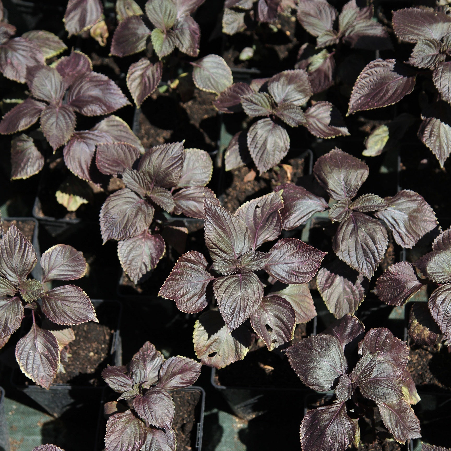 Bakker Perilla rouge Shiso graine aromatique sachet 0,5g
