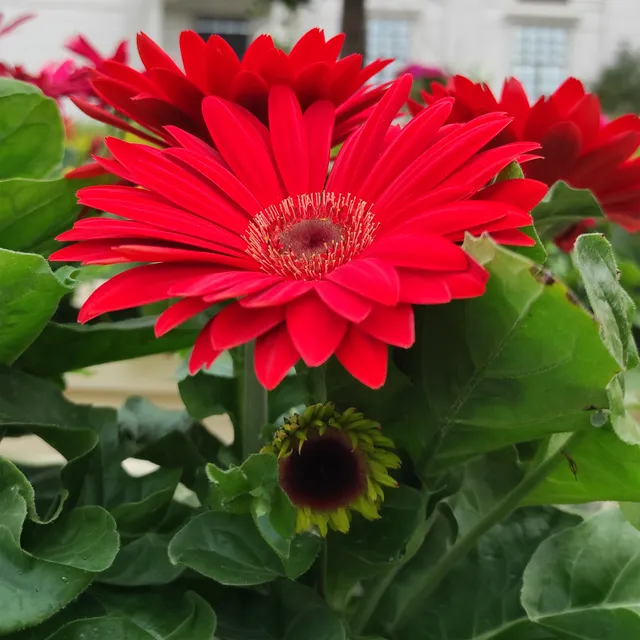 Bakker gerbera rouge Gerbera jamesonii pot Ø 12 cm soleil