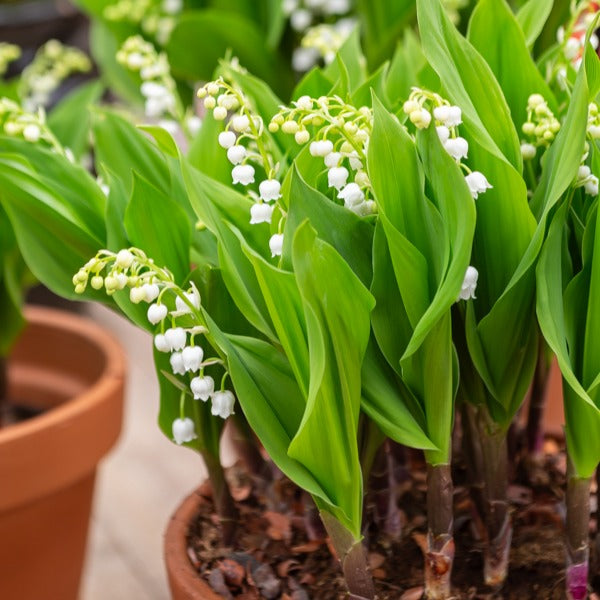 Bakker Muguet géant Bordeaux plante vivace 5 griffes parfum
