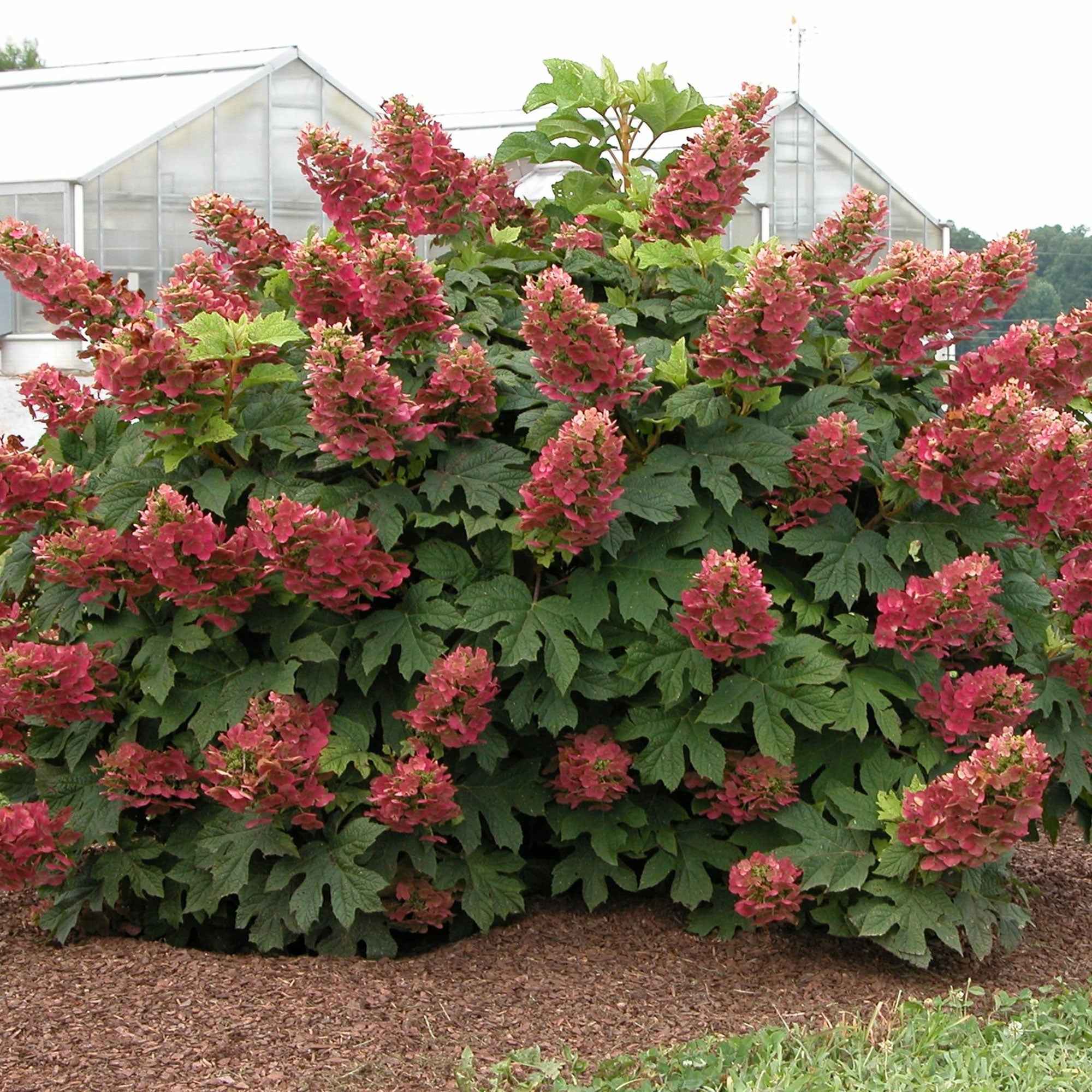 Bakker Hortensia Ruby Slippers arbuste pot 2L 30-40cm