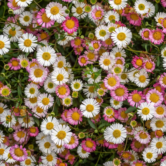 Bakker Erigeron Profusion vivace blanc-rose pot Ø9cm