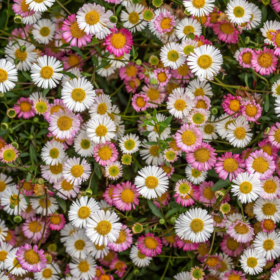 Bakker Erigeron Profusion vivace blanc-rose pot Ø9cm