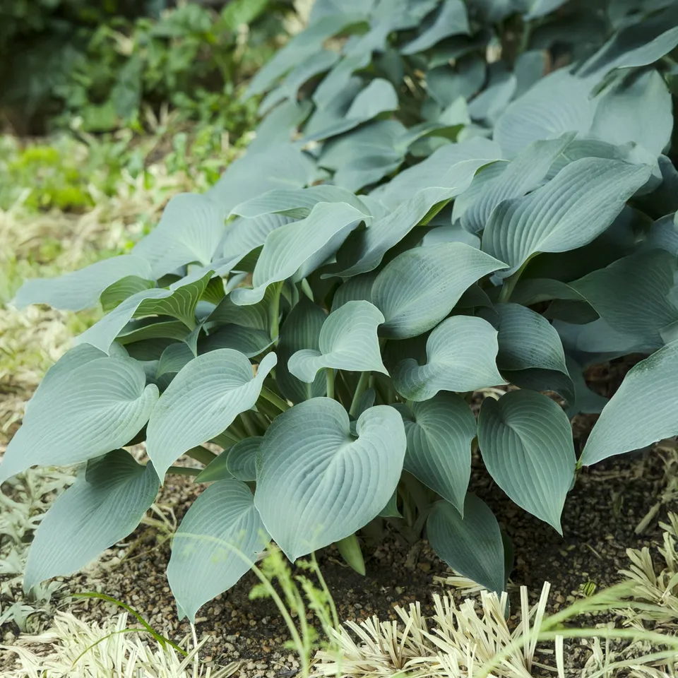 Bakker Hosta Blue Cadet vivace pot 9cm feuillage bleu ombre