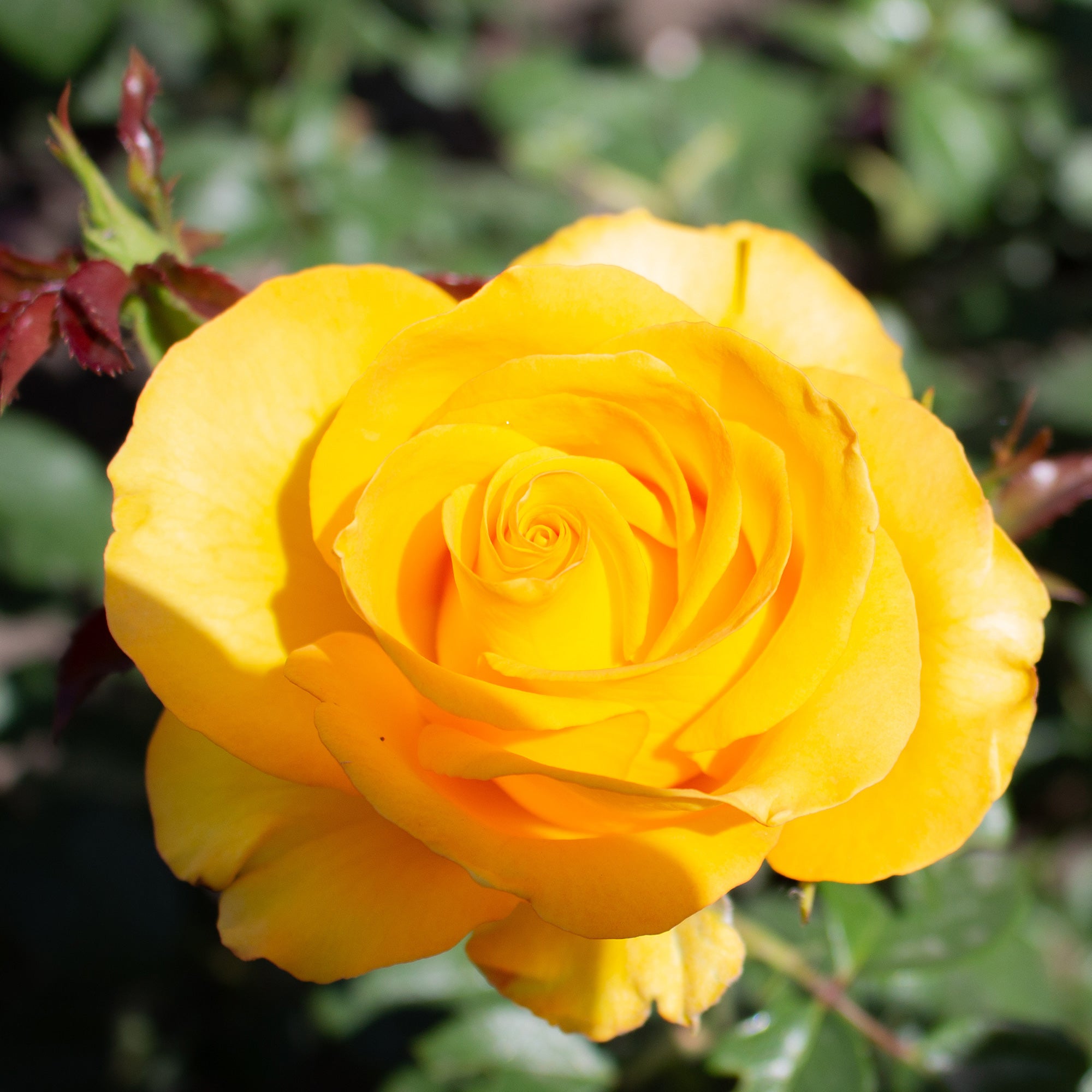 Bakker Rosier Hadangel buisson jaune racine nue