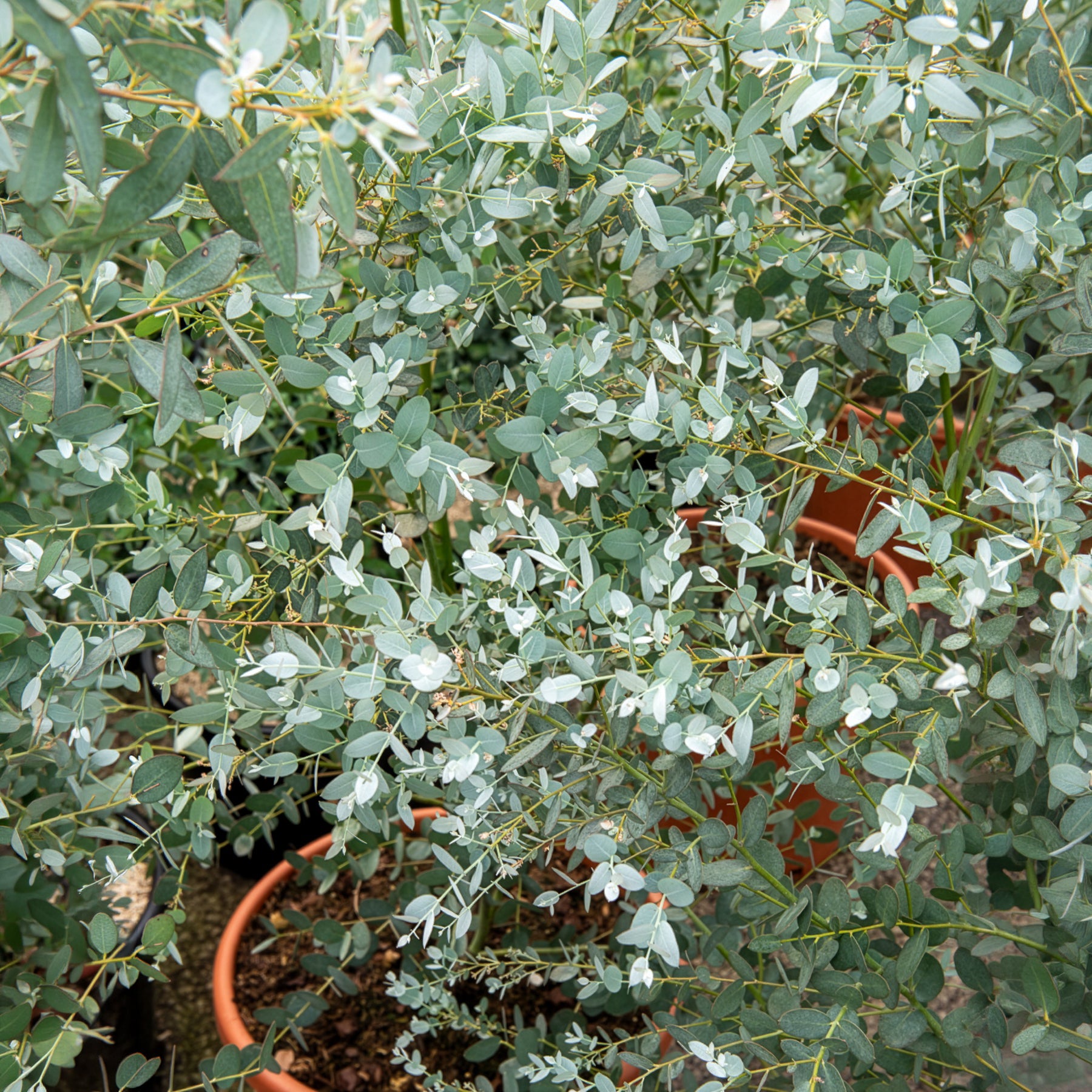 Bakker Eucalyptus Silverana arbuste pot 9cm persistant