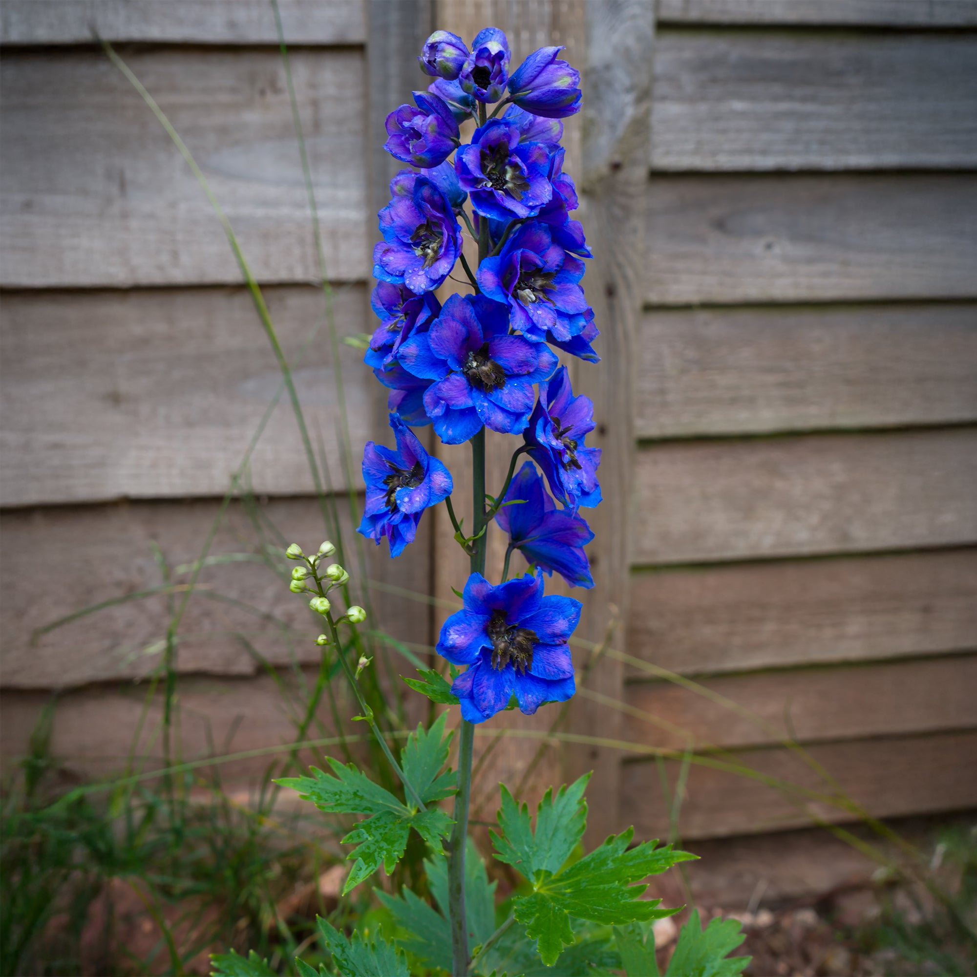 Bakker Delphinium Black Knight pied-d'alouette pot Ø 9cm