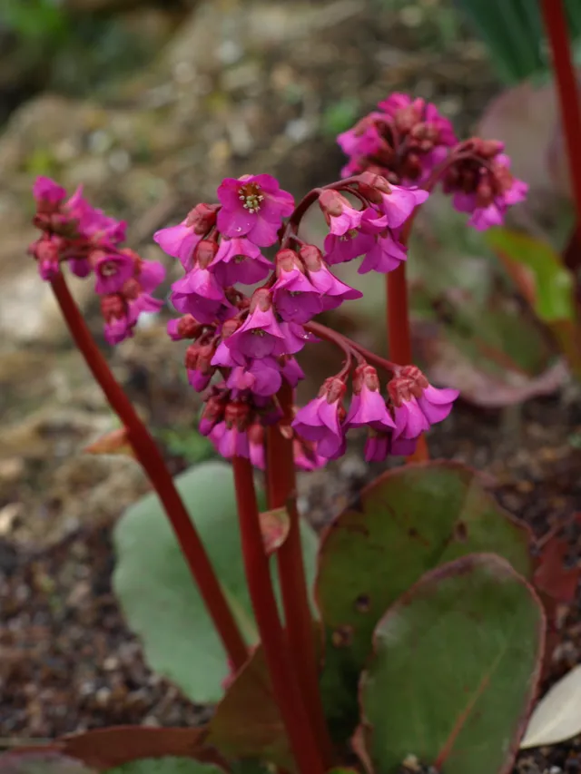 Passion Vivaces Bergenia cordifolia Eroica plante vivace pot 1L