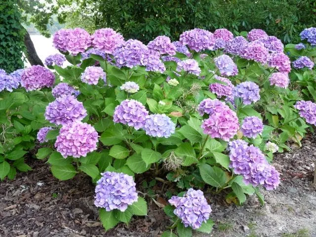 Les Hortensias du Haut Bois La Marne hortensia fleurs rondes bleu