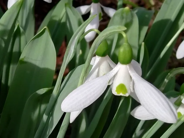 Passion Vivaces Galanthus Baxendale's Late perce-neige godet blanc