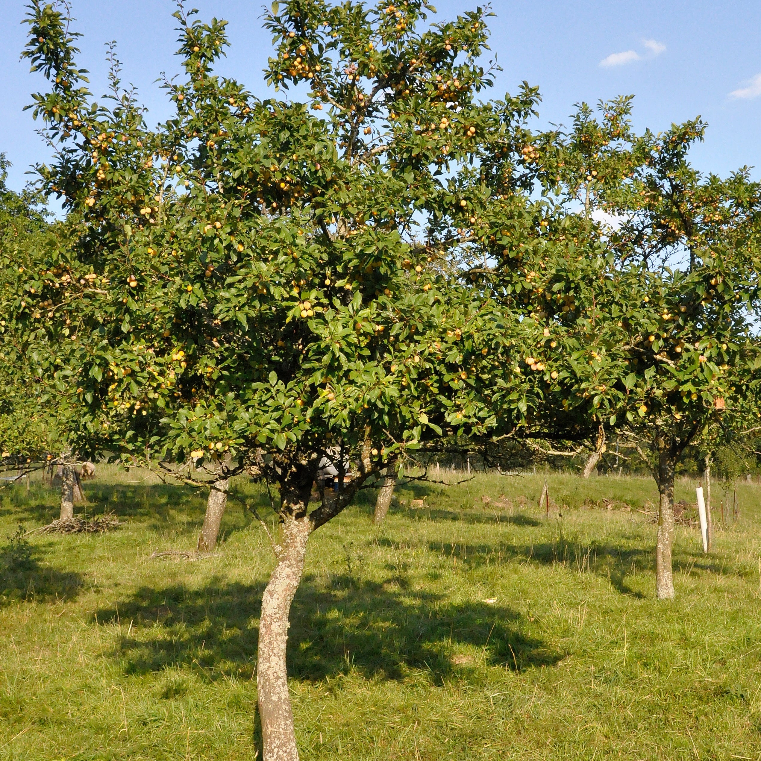 Bakker Mirabelle de Nancy prunier gobelet 3 ans 140-160 cm