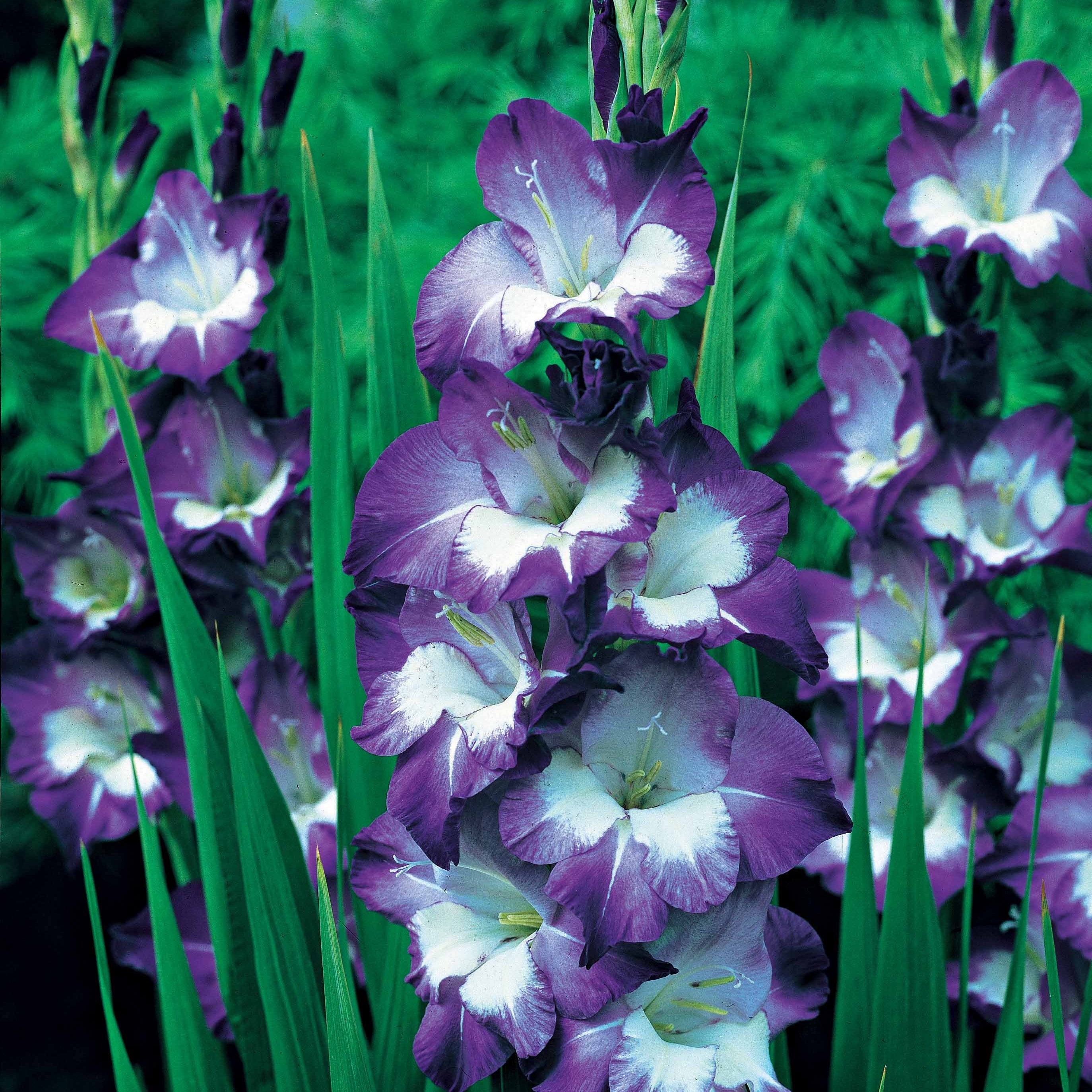 Bakker Glaïeuls Nori violet sachet 25 bulbes 12-14 cm