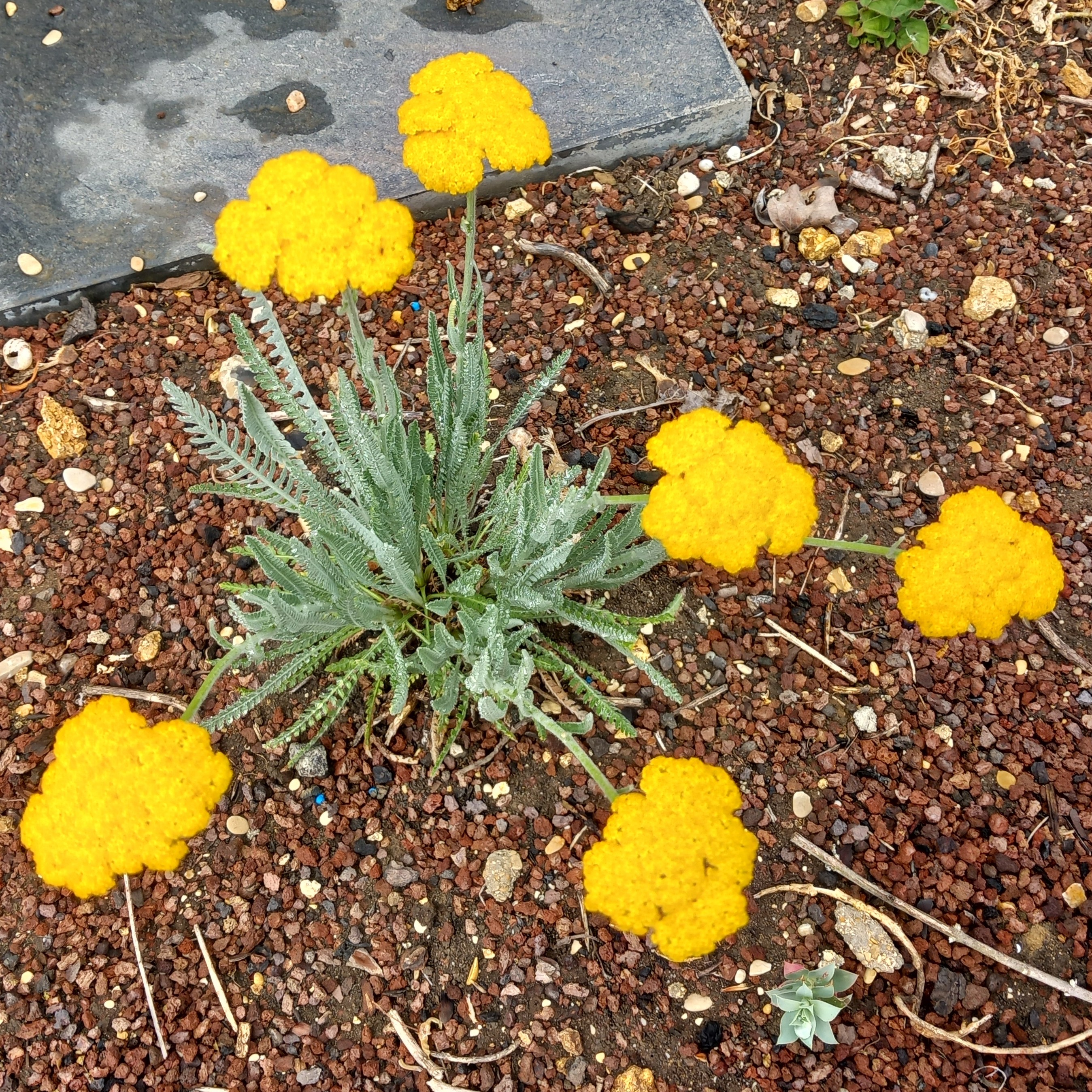 Passion Vivaces ACHILLEA Schwellenburg plante vivace fleur jaune vif