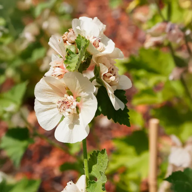 Bakker Alcalthaea Parkfrieden vivace pot 8cm floraison crème