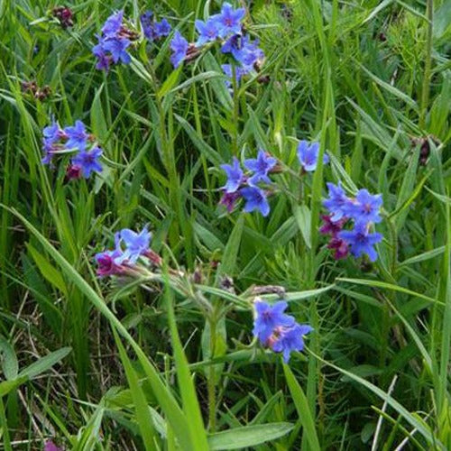 Bakker Grémil pourpre bleu céleste vivace pot Ø 9cm
