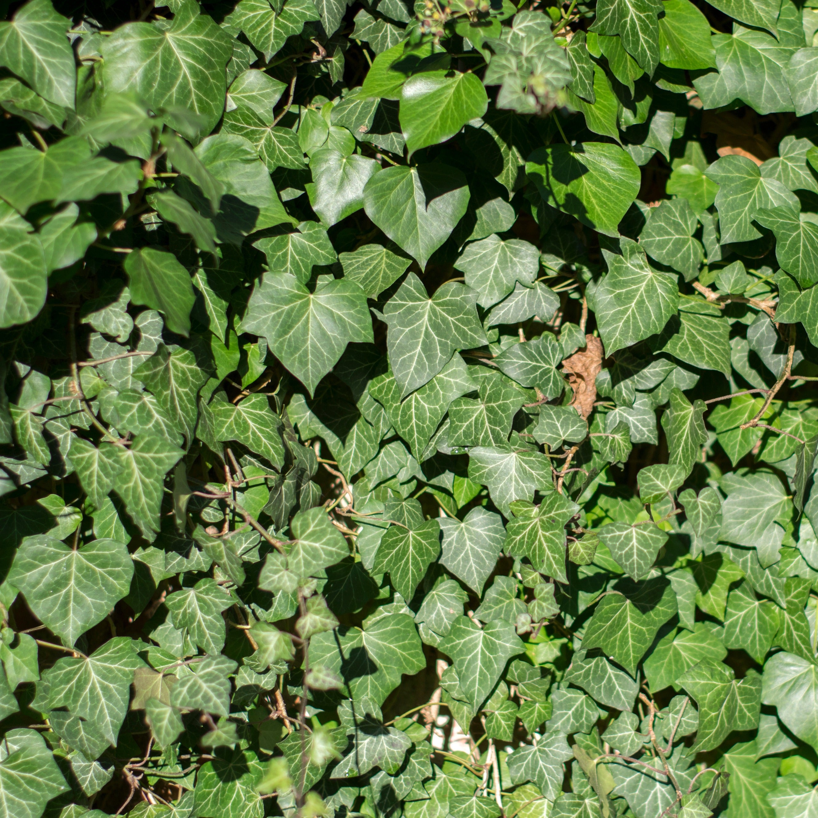 Bakker Lierre d'Irlande Hedera 3 pots 9 cm