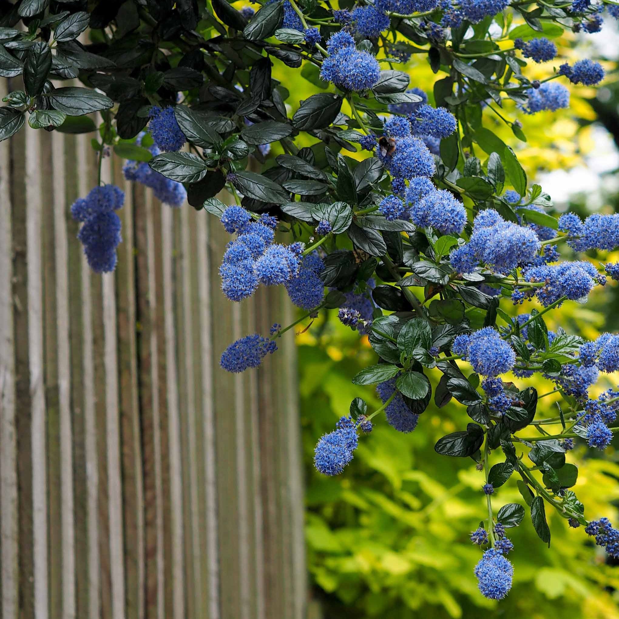 Bakker Céanothe Victoria lilas de Californie pot 1,3L 20-25cm bleu