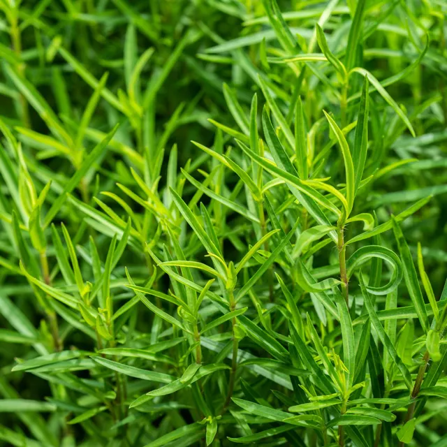 Bakker Estragon Artemisia dracunculus sachet 0,15g anisé