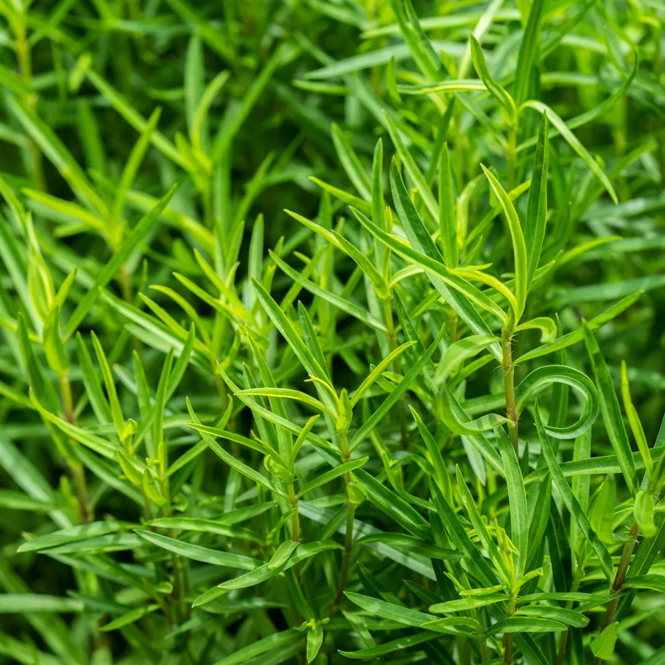 Bakker Estragon Artemisia dracunculus sachet 0,15g anisé