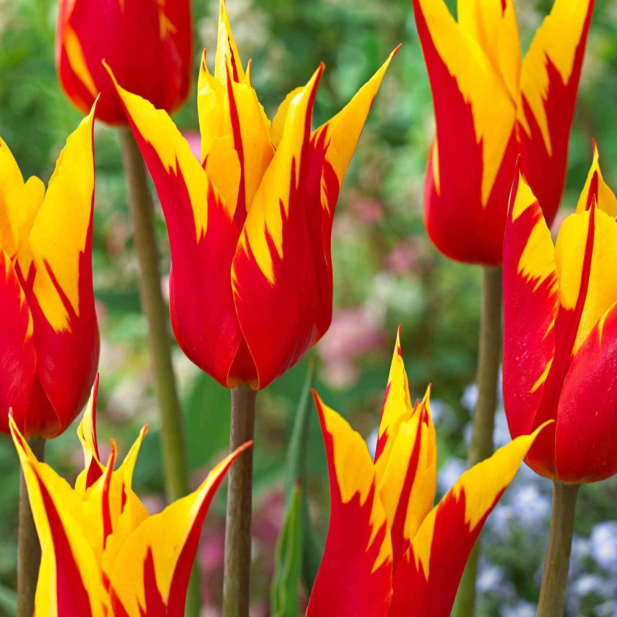 Bakker Ailes de feu tulipe lis sachet 10 bulbes rouge