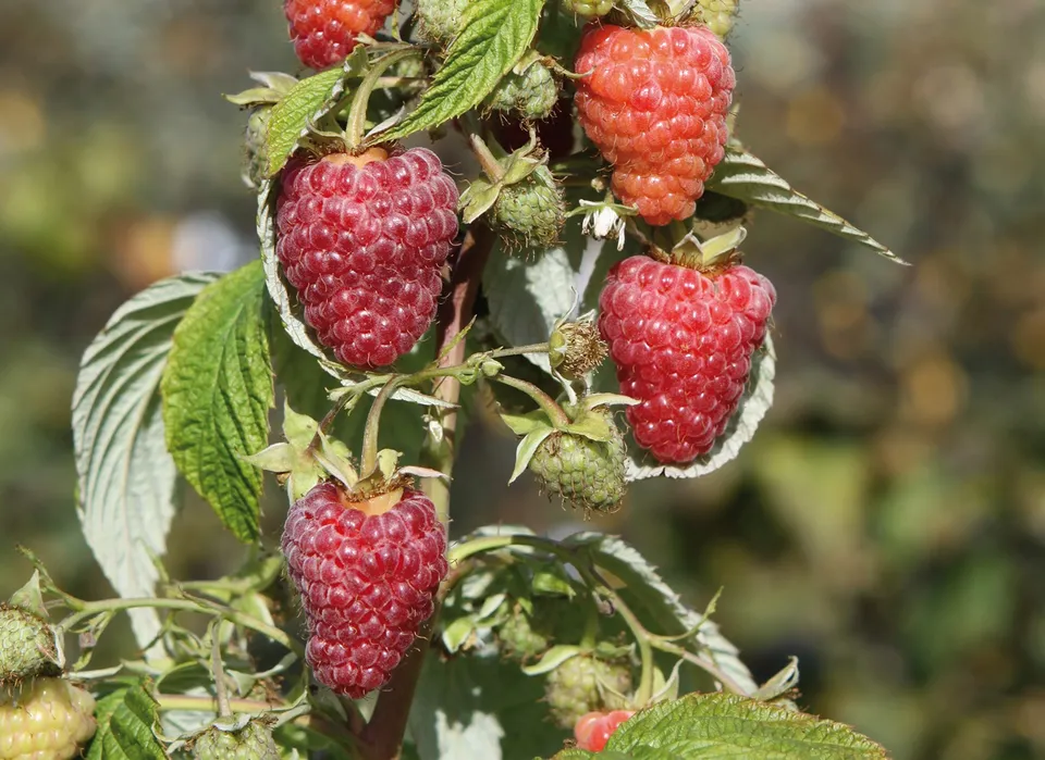 Pépinières Ripoche Rubus Abundance Red framboisier rouge