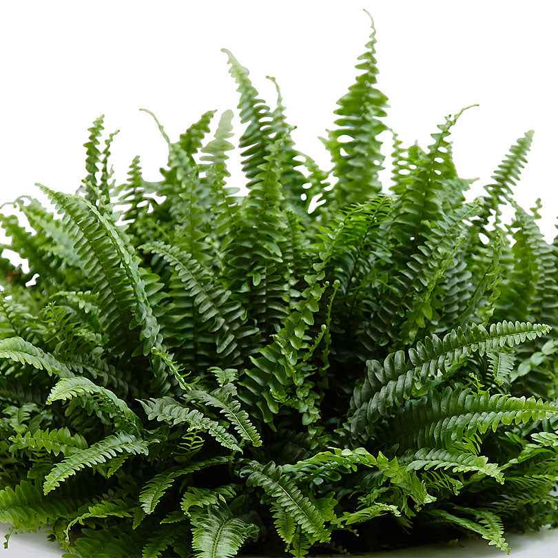 Bakker Fougère de Boston Green Lady plante verte pot 12cm