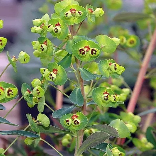 Passion Vivaces Euphorbia x Martinii plante vivace pot 1L