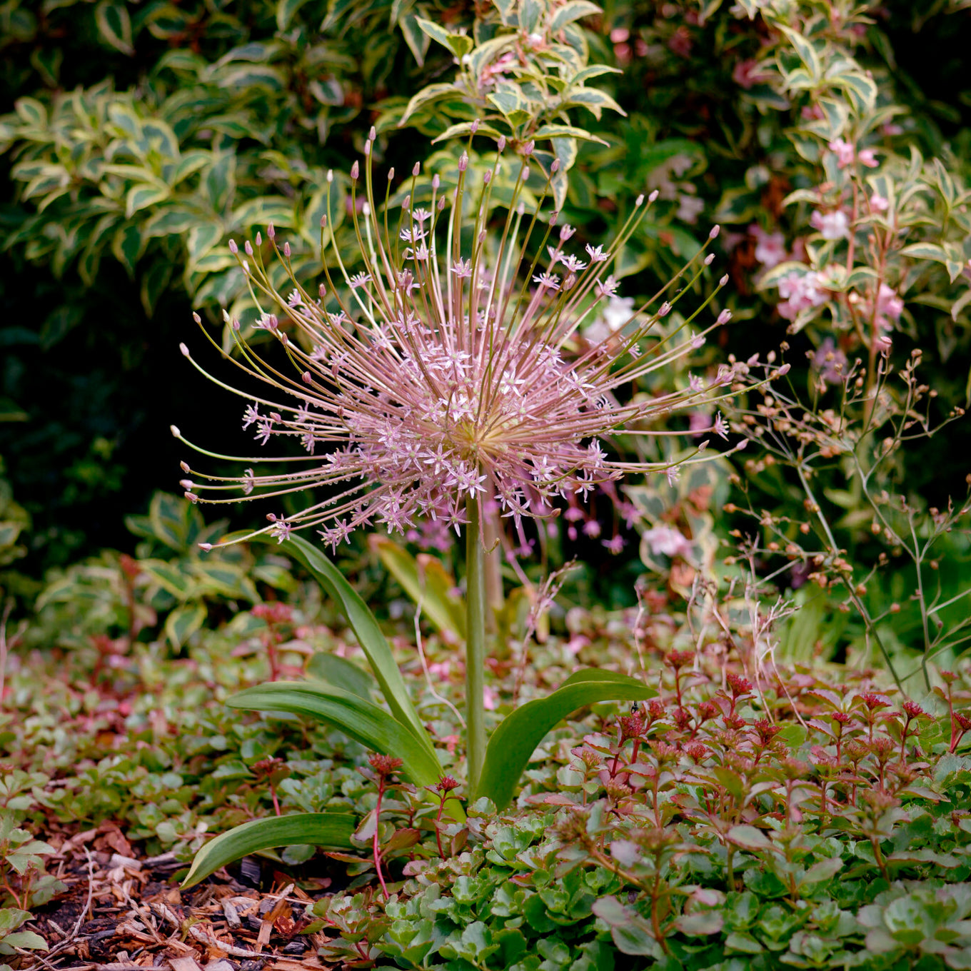 Bakker Bulbes à fleurs 5 Alliums Schubertii bulbe rose