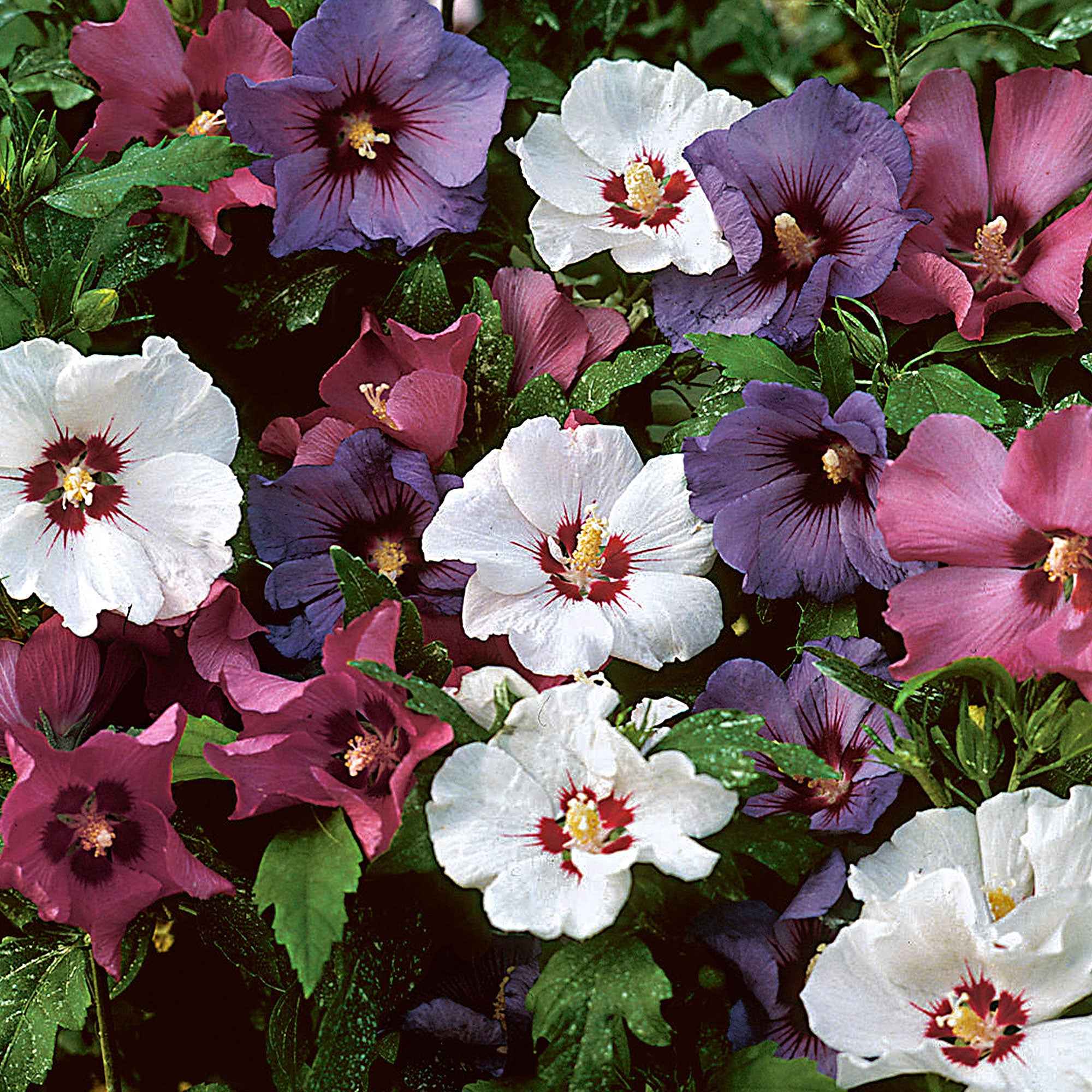 Bakker Hibiscus de jardin haie 5 racines nues floraison été