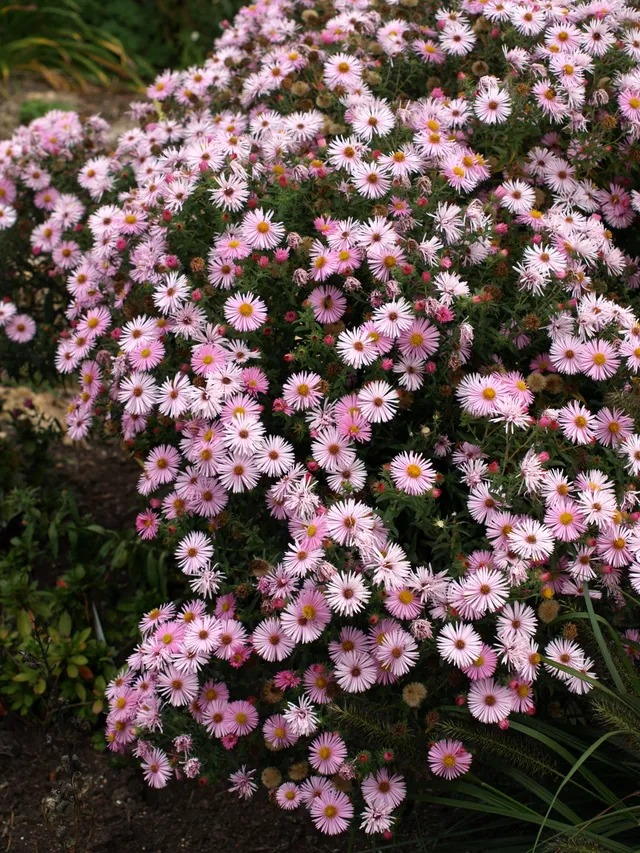 Passion Vivaces Aster novae-angliae Pierrot plante vivace godet rose