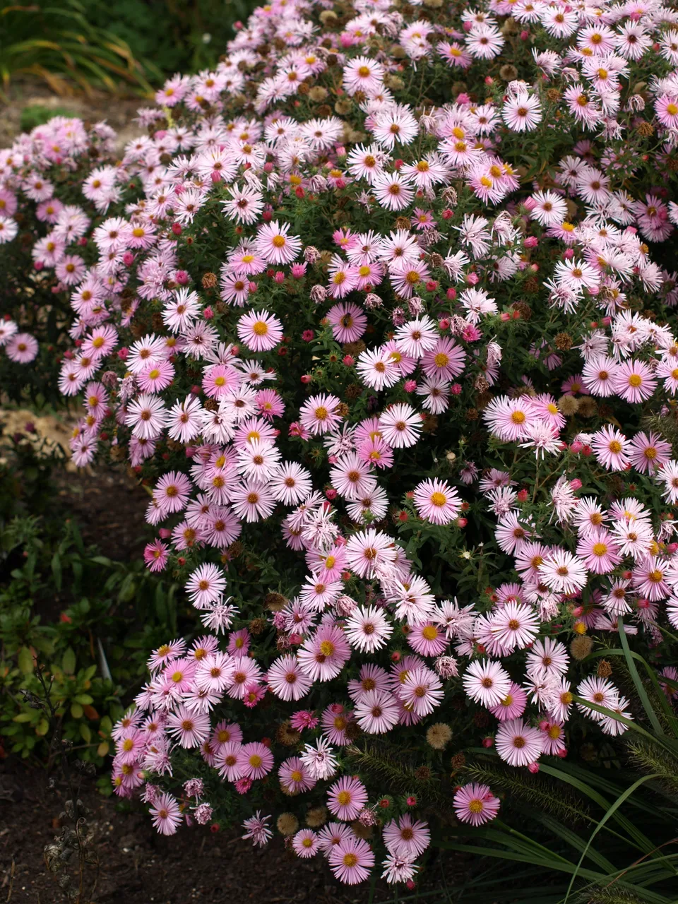 Passion Vivaces Aster novae-angliae Pierrot plante vivace godet rose