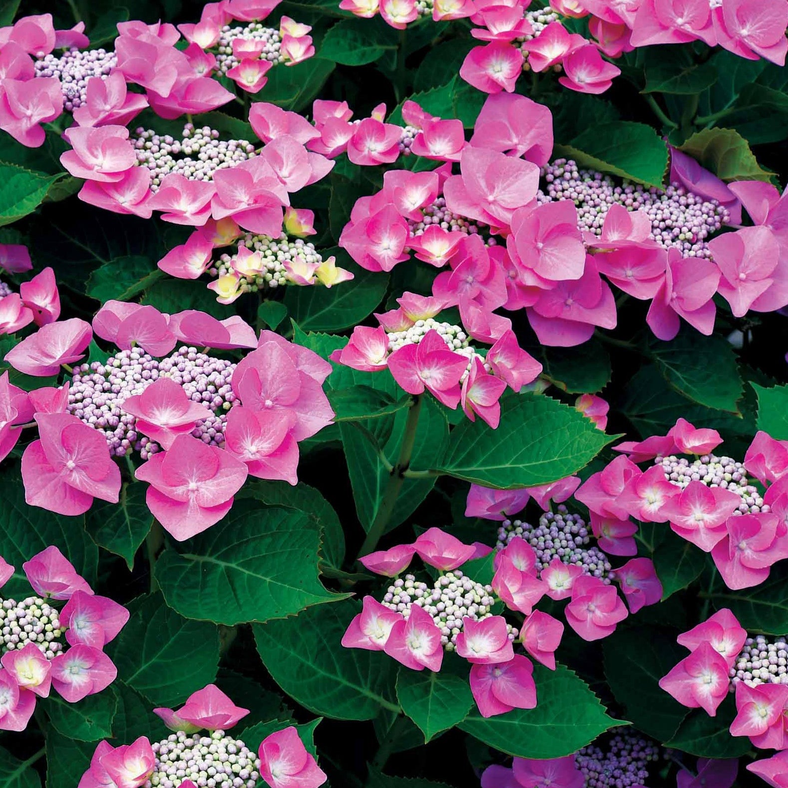 Bakker Hortensias massifs et haies arbuste 3 pots 1,5L