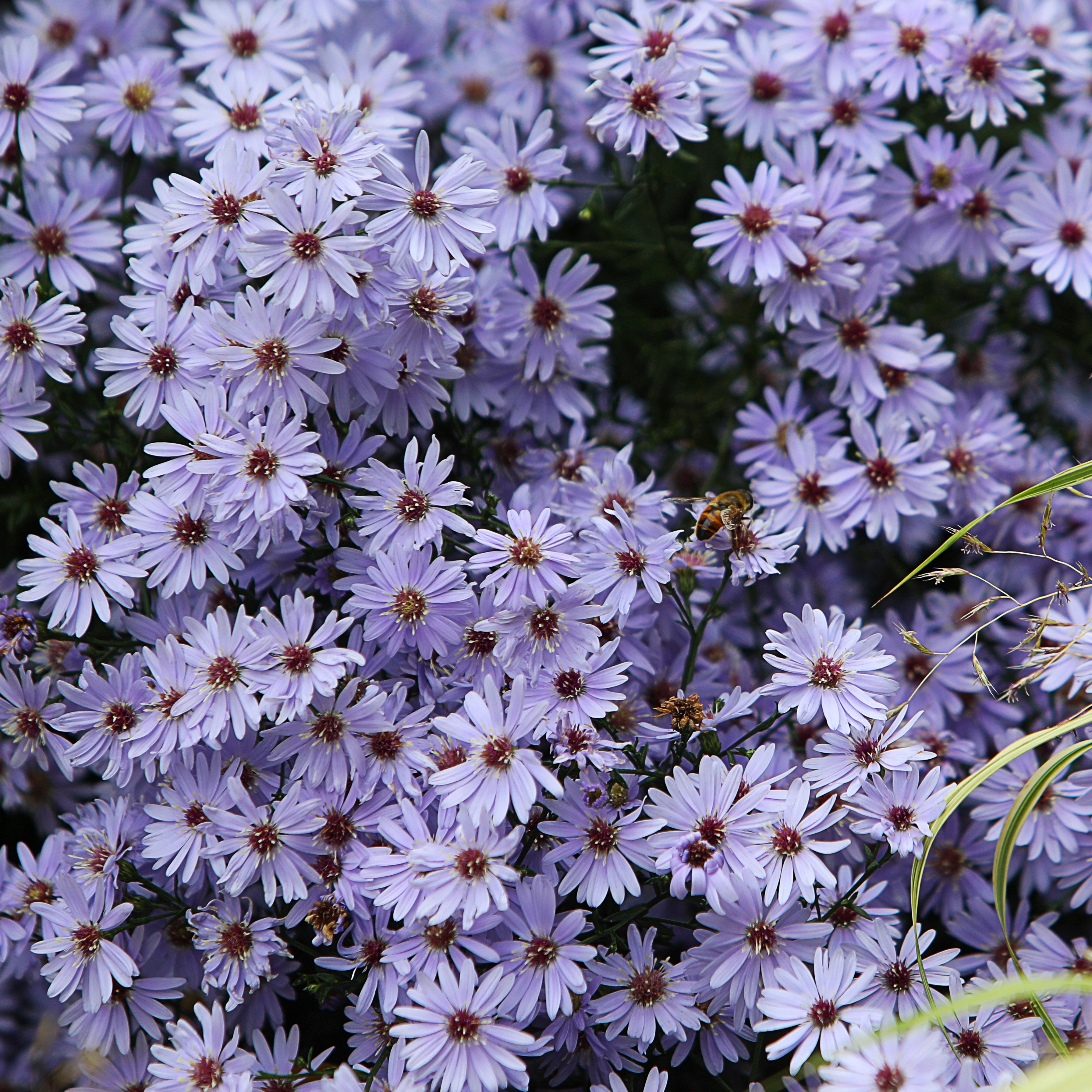 Bakker Wood's light blue Asters Wood's light blue 3 racines bleues