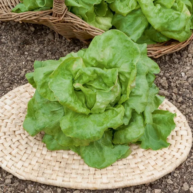 Bakker Laitue pommée Du Bon Jardinier graines sachet 3g