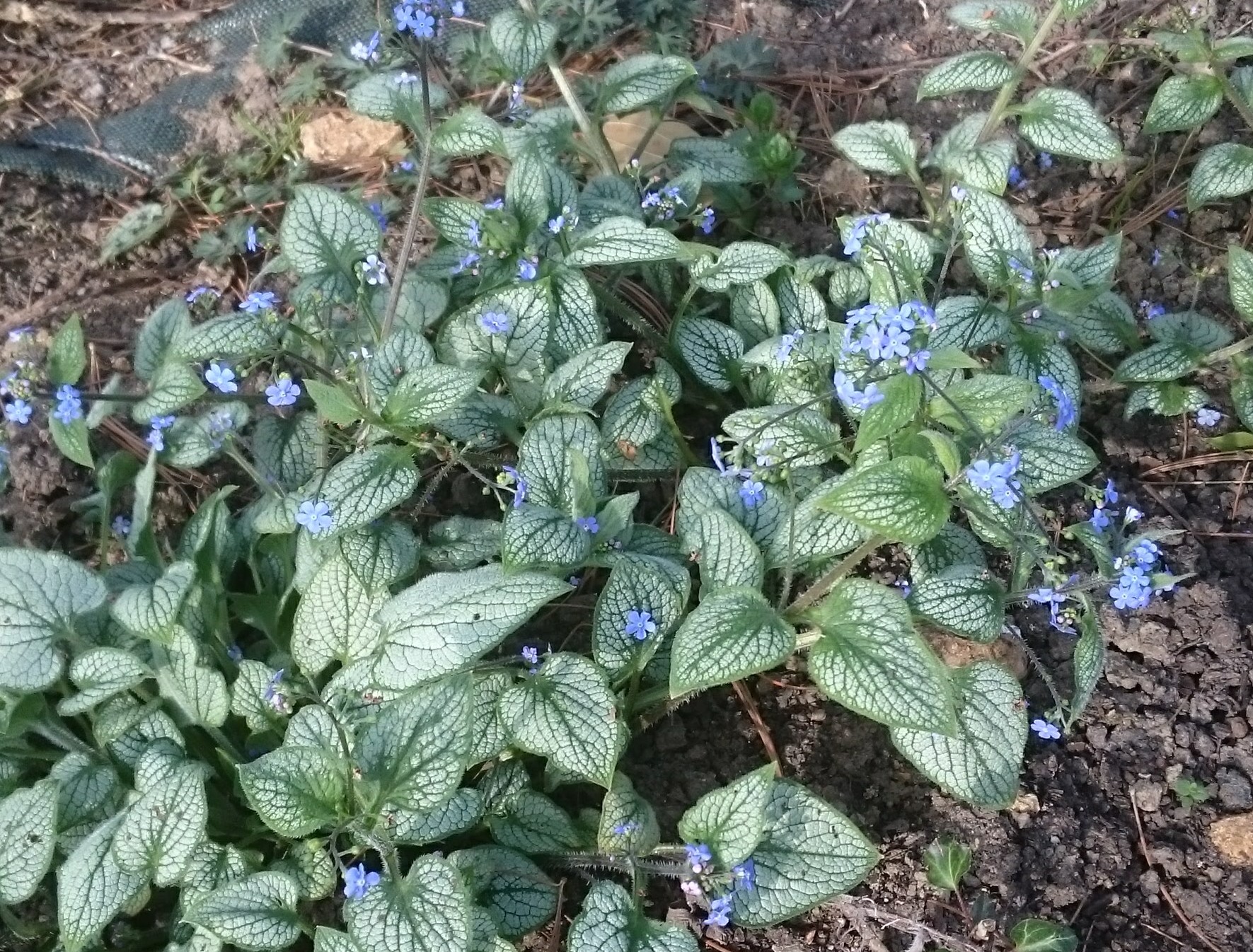 Passion Vivaces Brunnera macrophylla Alexander's Great vivace pot 1L géant