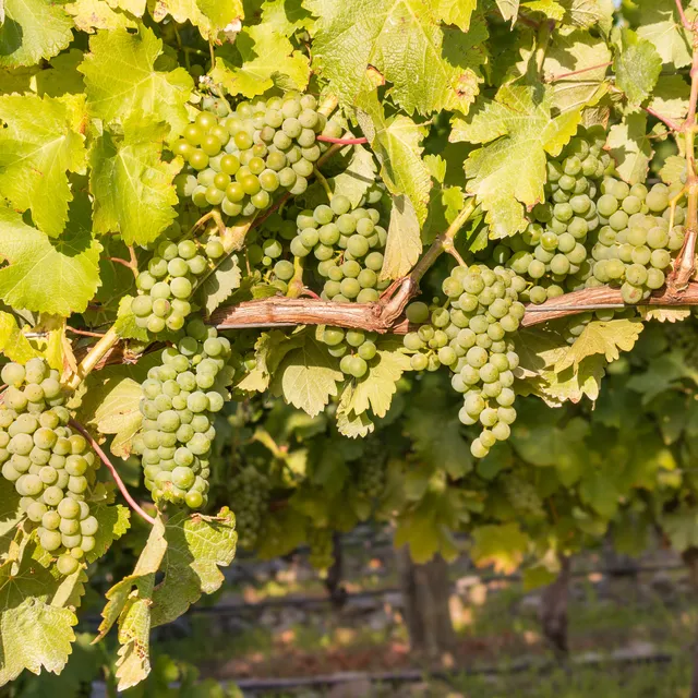 Bakker Vigne Chardonnay fruitier motte 20-40cm