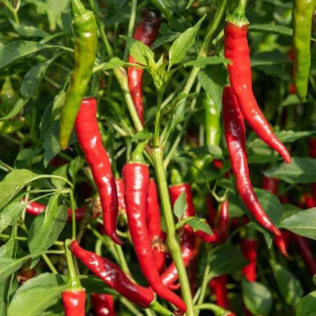 Bakker Piment de Cayenne plant potager 3 plants rouges forts