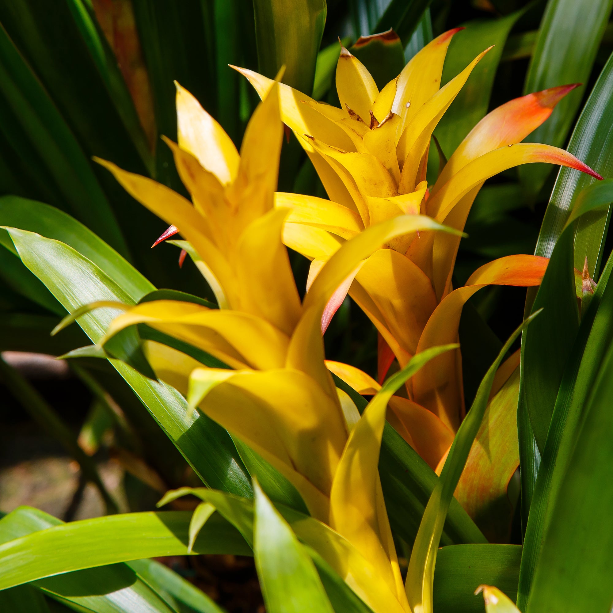 Bakker Bromelia jaune plante d'intérieur pot 9cm