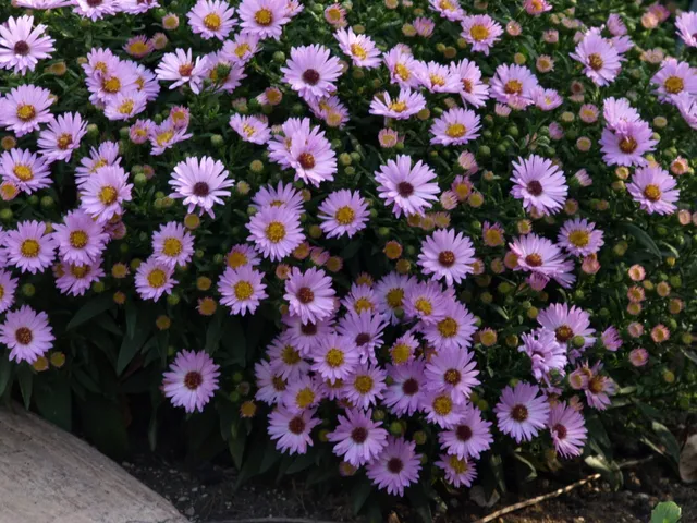 Passion Vivaces Aster dumosus Anneke plante vivace godet rose nain