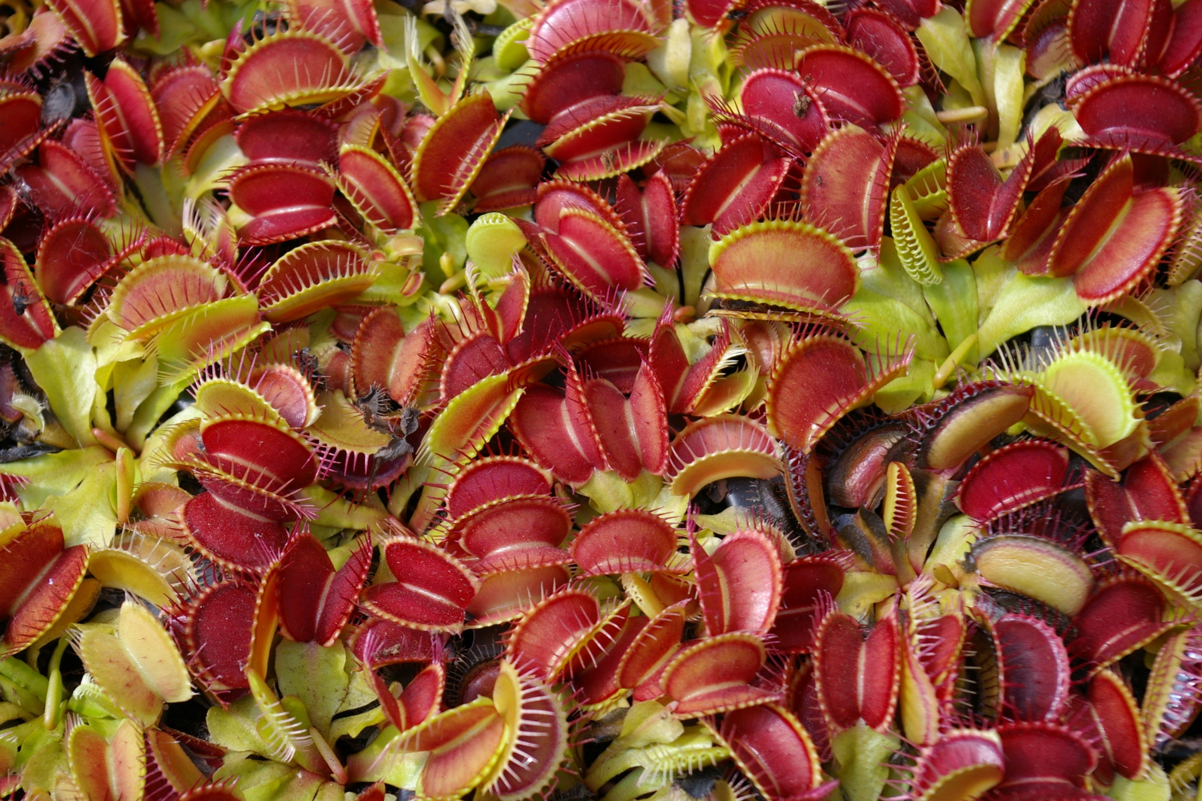 Carniflore Dionée Dionaea Muscipula graines sachet 20 graines