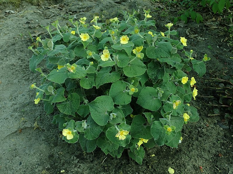 Passion Vivaces Saruma henryi plante vivace pot 1 litre fleurs jaunes