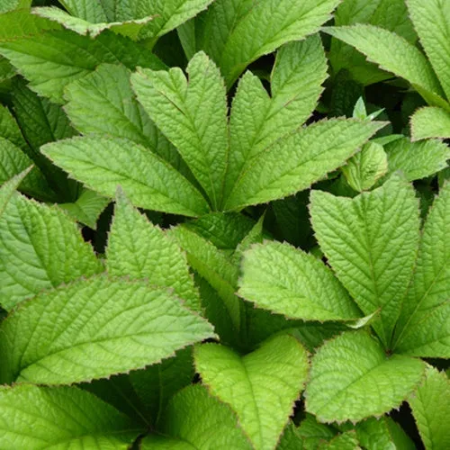 Bakker Rodgersia pinnata Crug Cardinal pot 9cm fleur rose