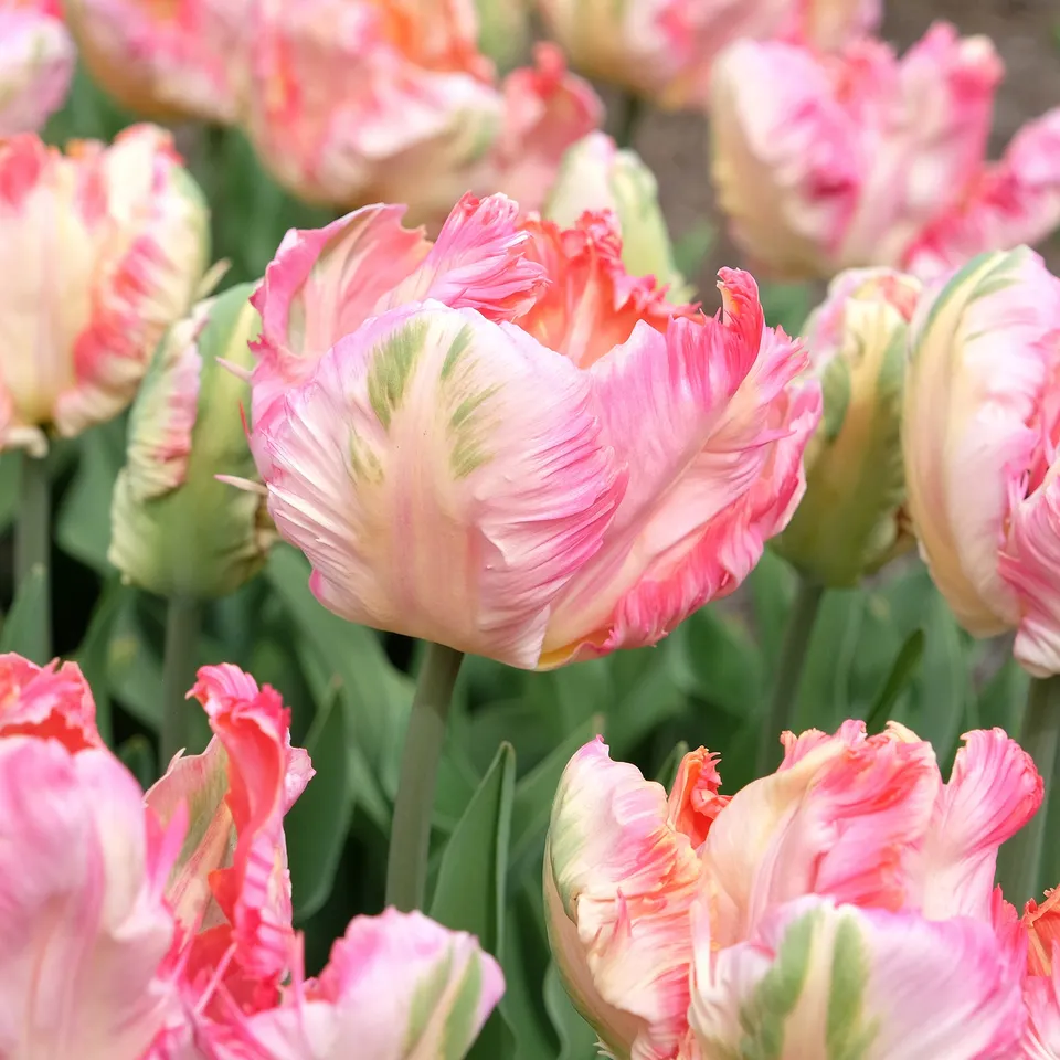 Bakker Pink Vision tulipe perroquet sachet 10 bulbes rose