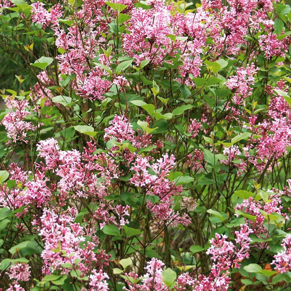 Bakker Pink Parfume lilas nain pot 3L rose remontant