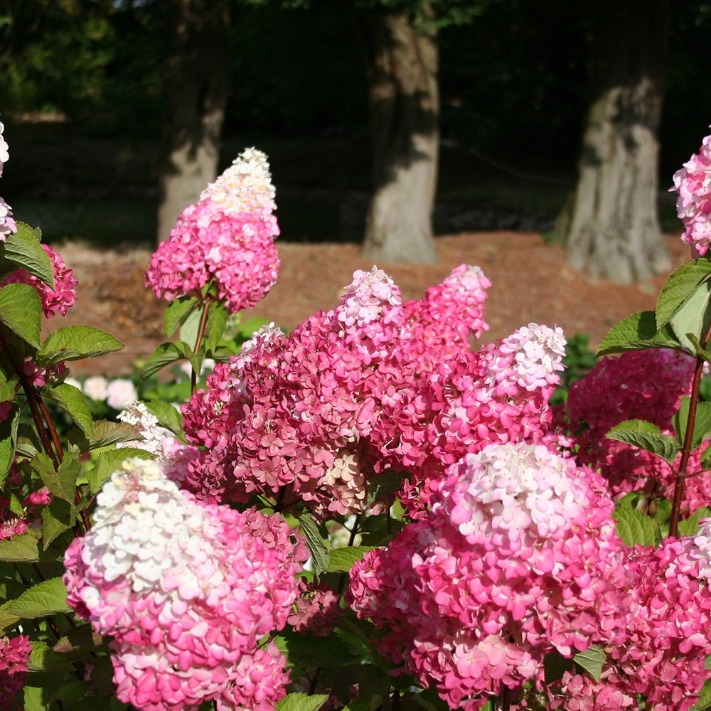 Bakker Fraise Melba Renba hortensia pot 1,3L 20-25cm