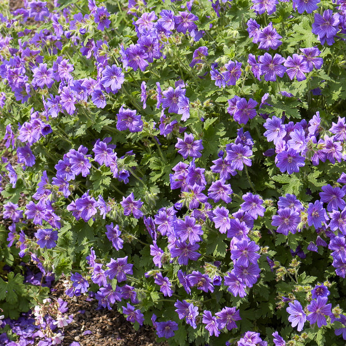 Bakker Géranium vivace Rosemoor fleur violette pot 9cm