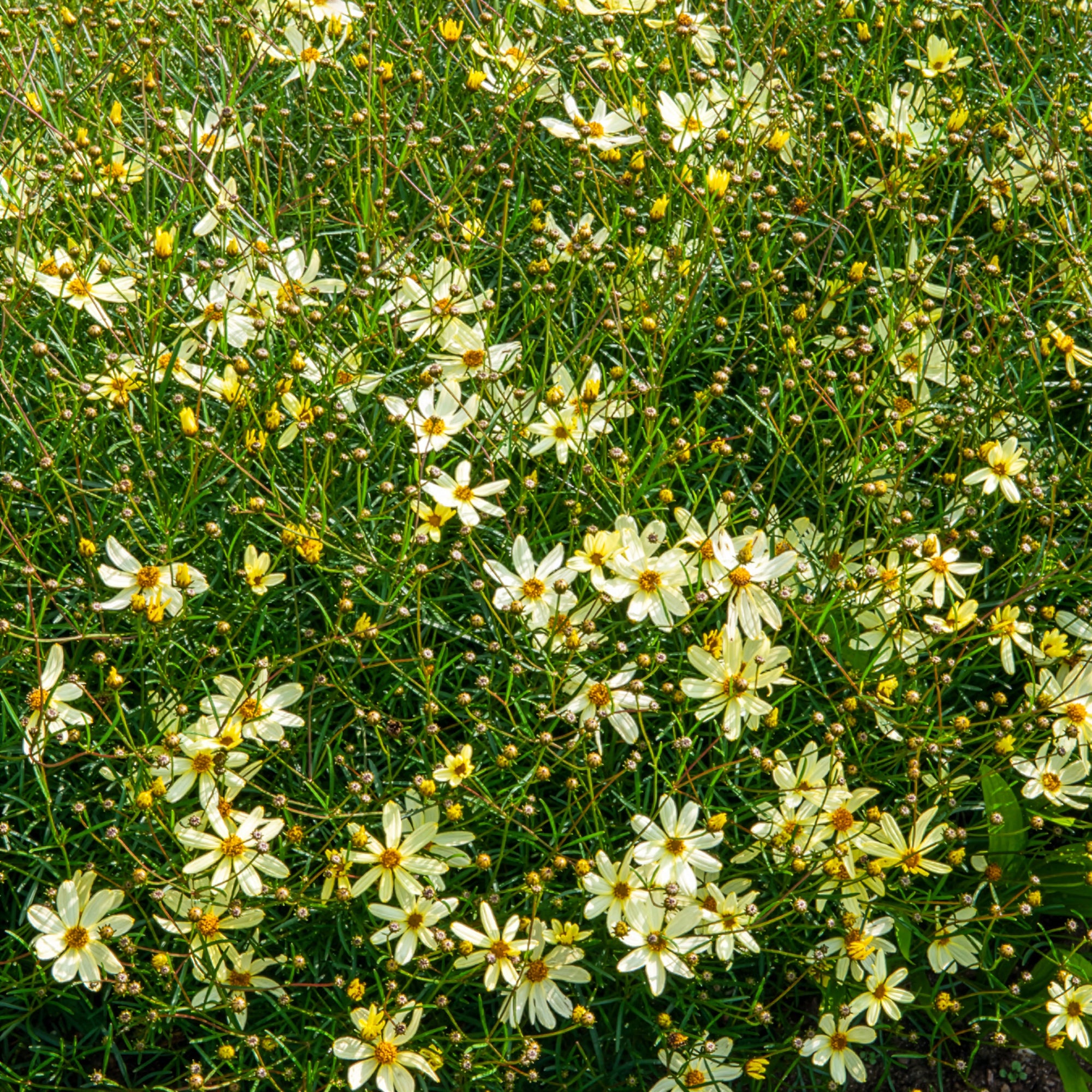 Bakker Coréopsis Moonbeam vivace jaune pot 9cm soleil