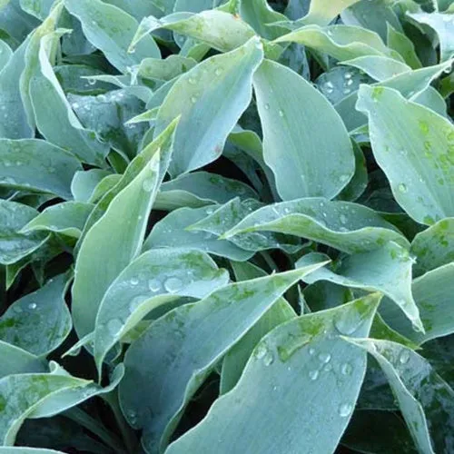 Bakker Hosta Titanium vivace pot Ø9cm ombre argenté