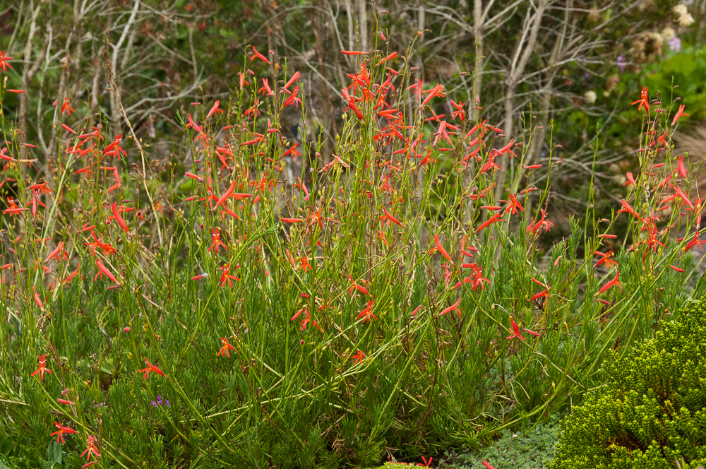 Passion Vivaces Penstemon pinifolius vivace rouge orangé godet